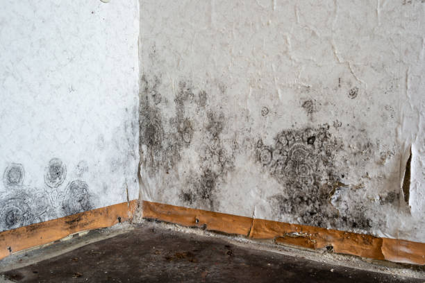  Carbonville, UT Mold Removal Pros